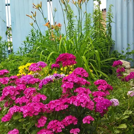 Lucky Cat Мини-отель Нова-Лесна