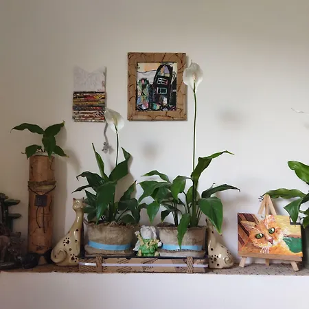 Fogadó Lucky Cat Nová Lesná